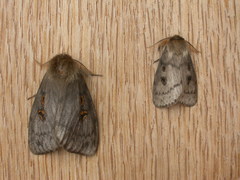 White Cedar Moth caterpillar - Leptocneria reducta