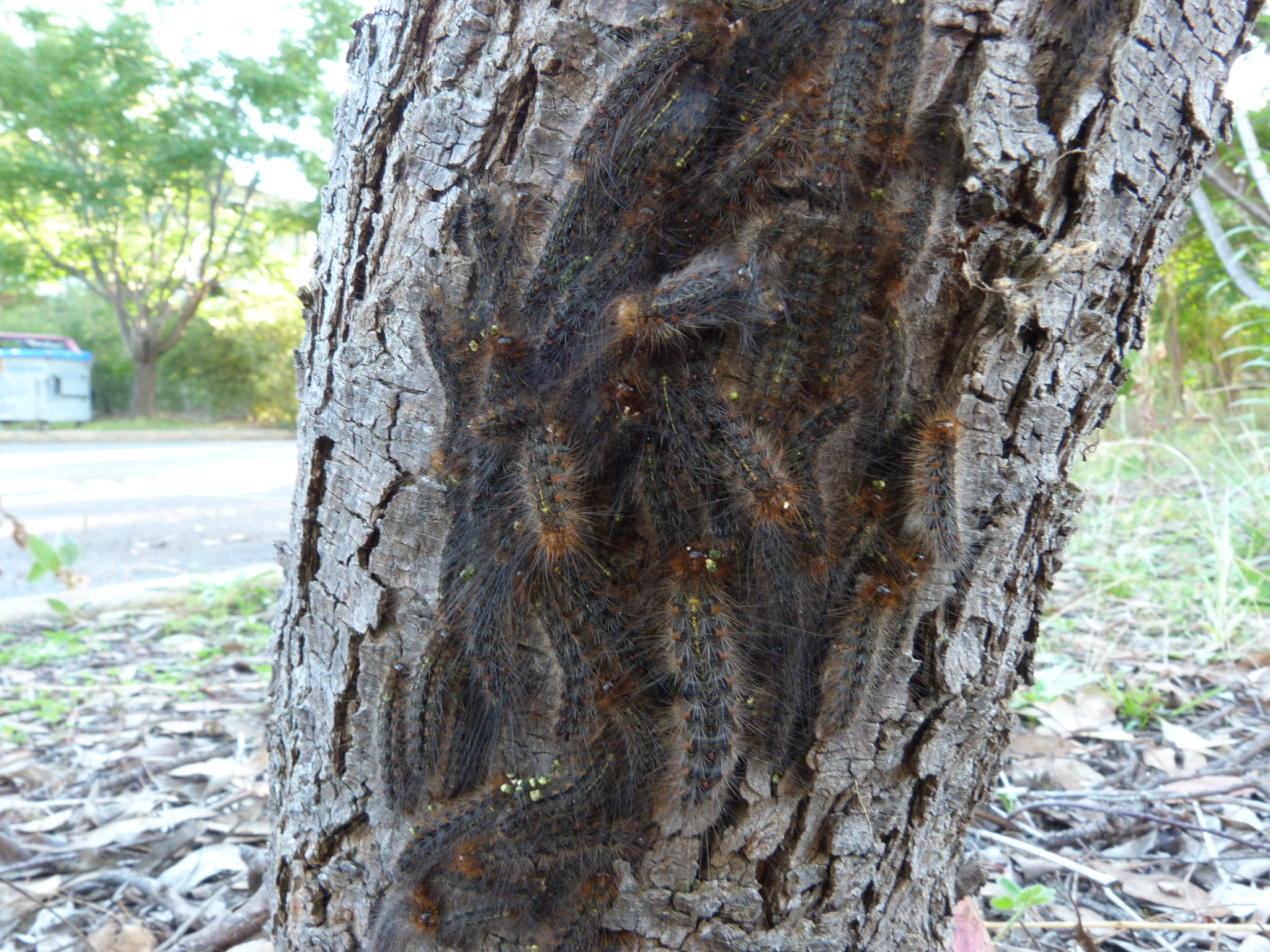 File:Leptocneria reducta caterpillar (White Cedar Moth).jpg - Wikipedia