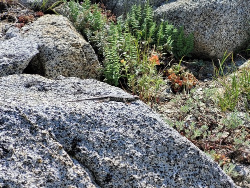iNaturalist observation photo of Western Fence Lizard