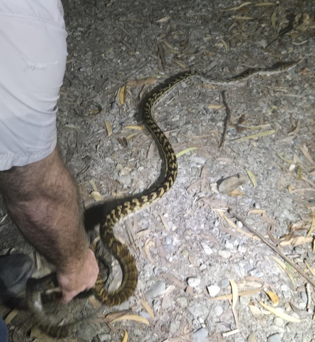 Australian Scrub Python sighting