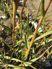 Sporobolus anglicus