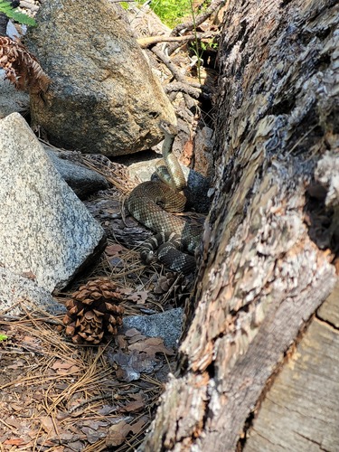 iNaturalist observation photo of Northern Pacific Rattlesnake