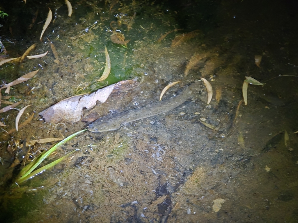 Pacific Shortfin Eel