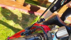 Tettigonia viridissima