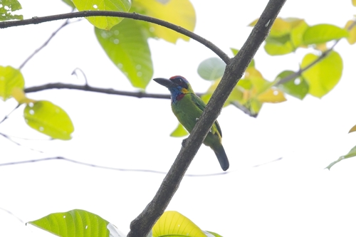 Red-crowned Barbet