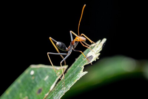Leptomyrmex ruficeps photo 4