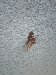 Phostria