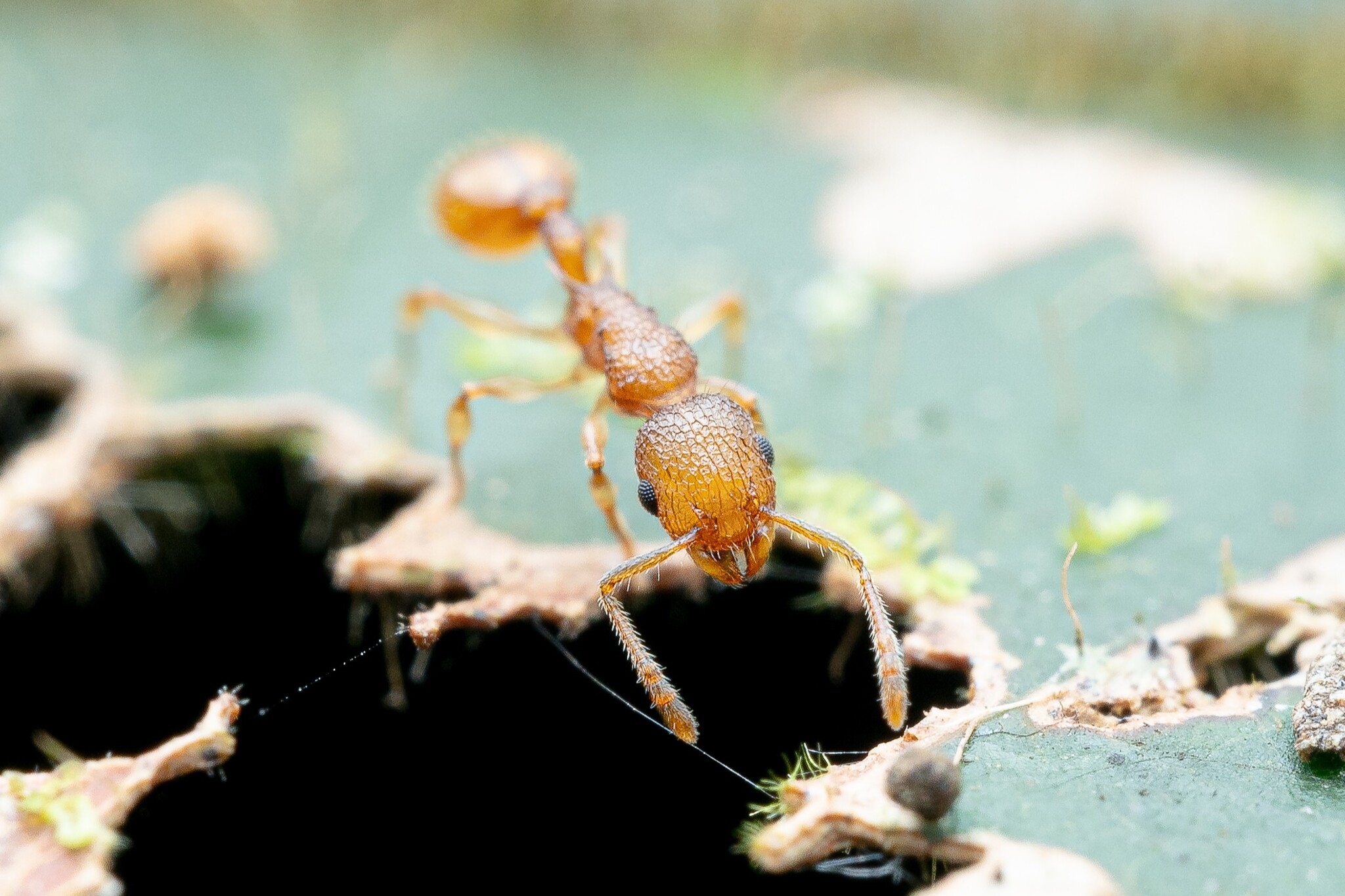 Vombisidris renateae
