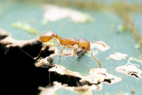 Vombisidris renateaeVombisidris renateae