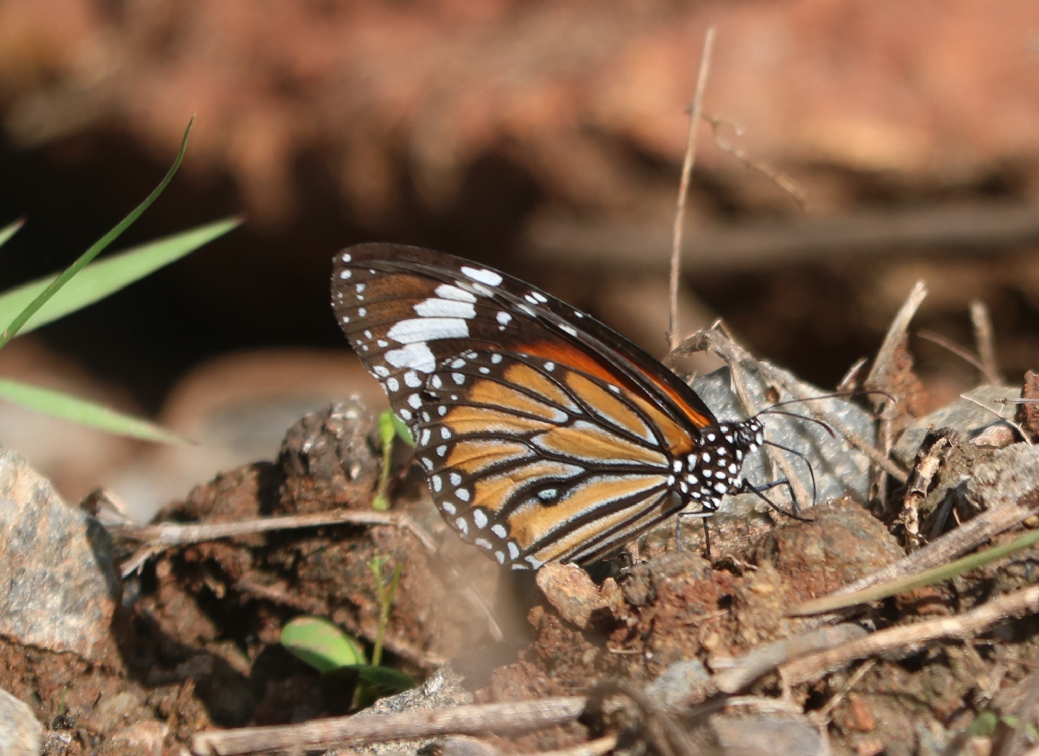 Striped Tiger