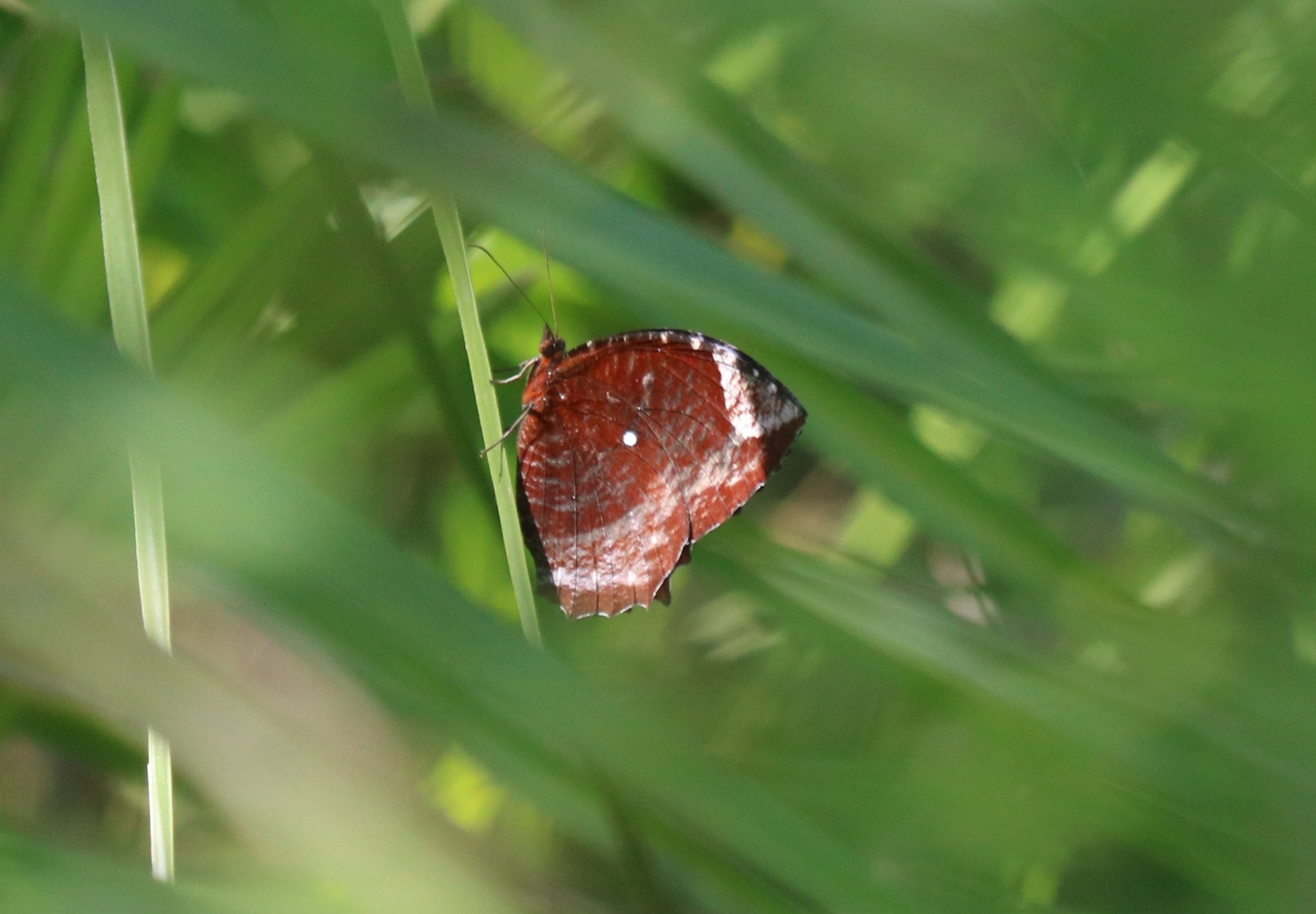 Common Palmfly