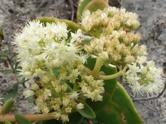 Hylotelephium caucasicum