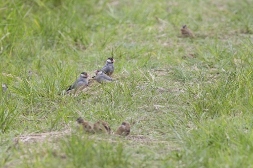 Java Sparrow