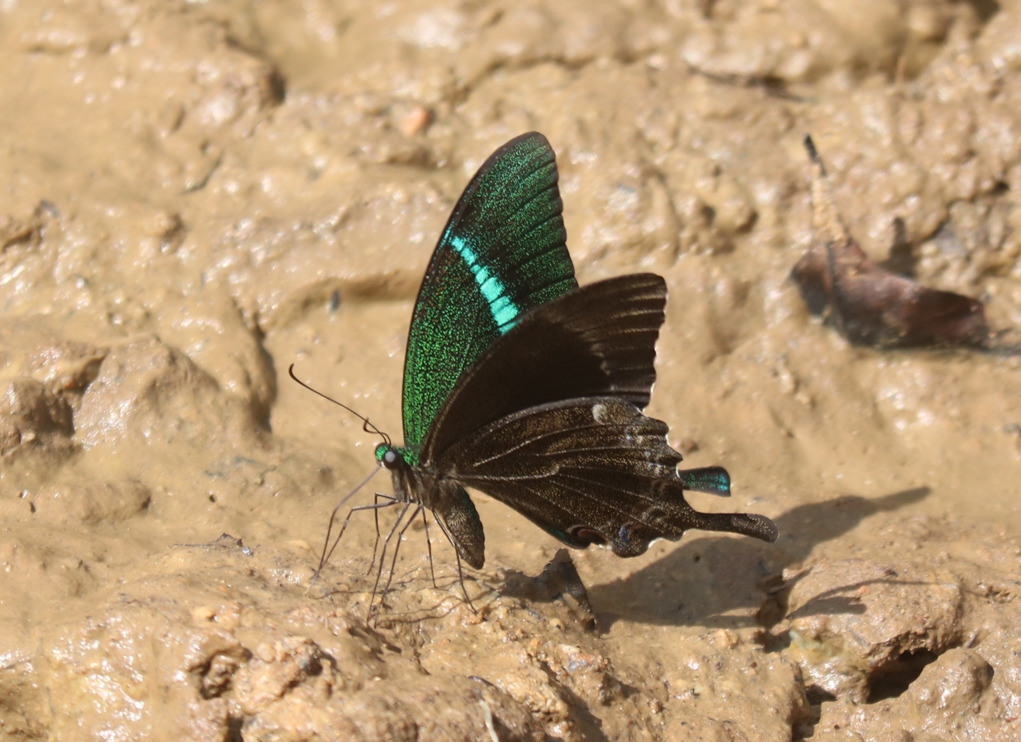 Common Banded Peacock