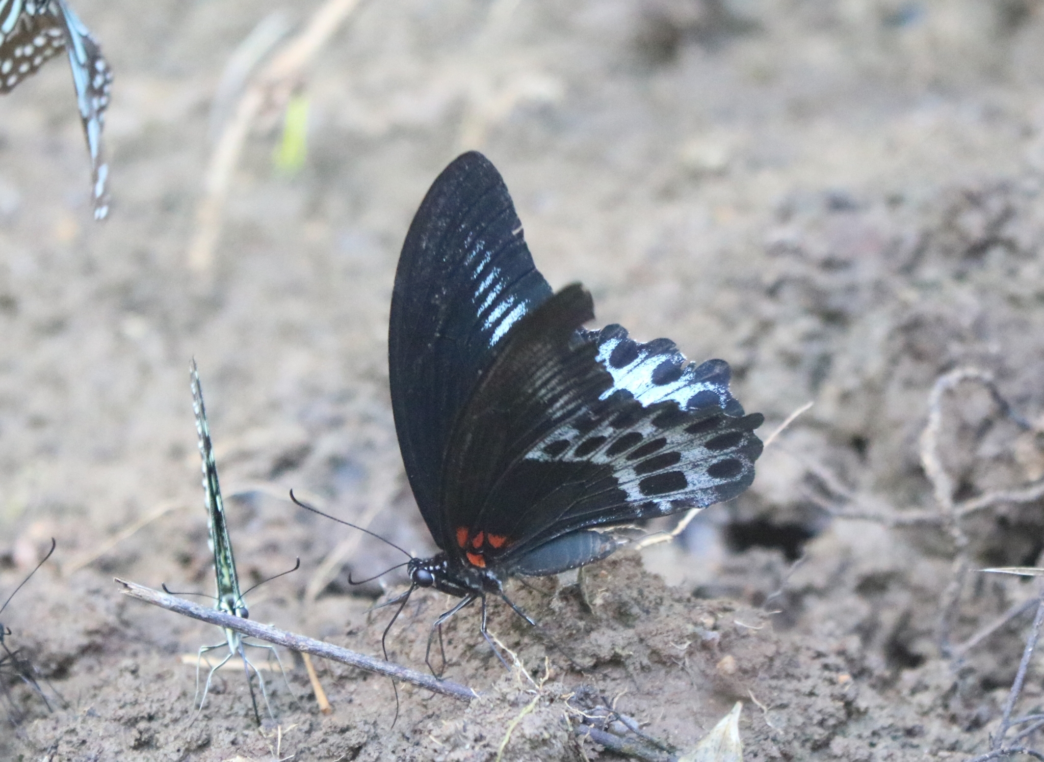 Island Mormon