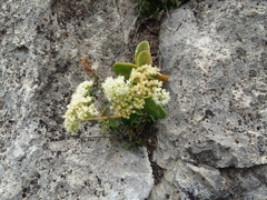 Hylotelephium caucasicum