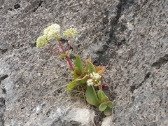 Hylotelephium caucasicum