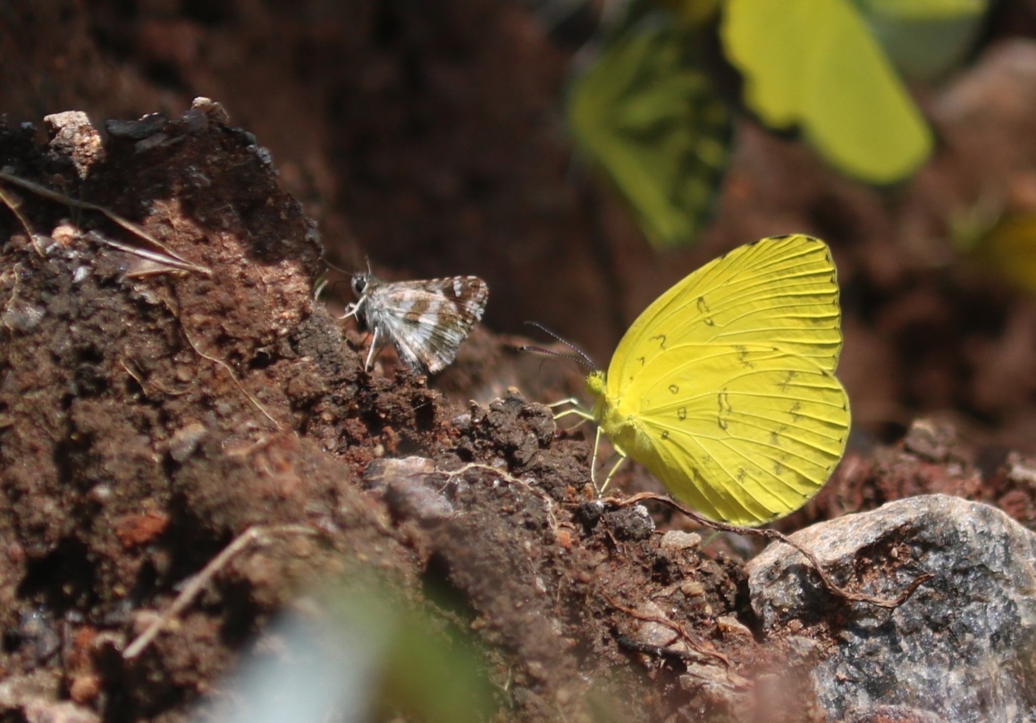 Three-Spot Grass Yellow