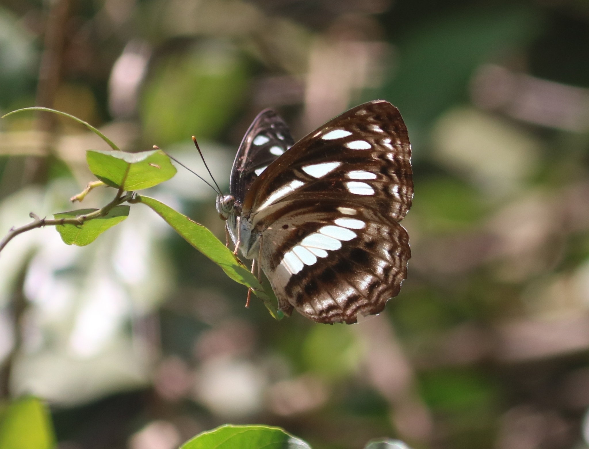 Chestnut-Streaked Sailer