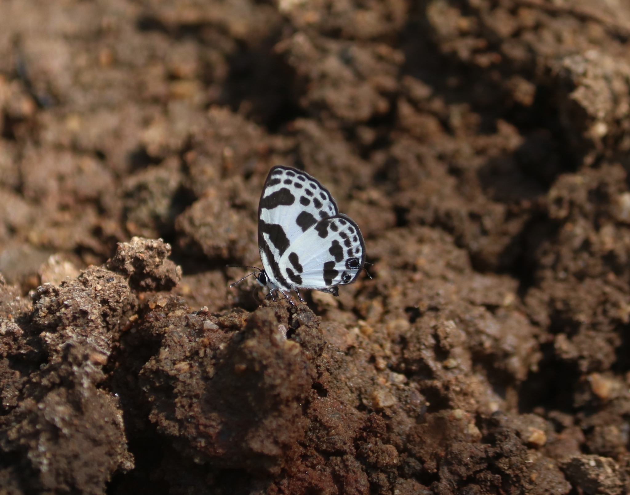 Banded Blue Pierrot