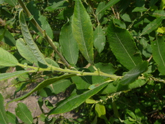 Salix × reichardtii