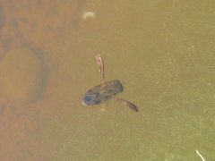 Corixa