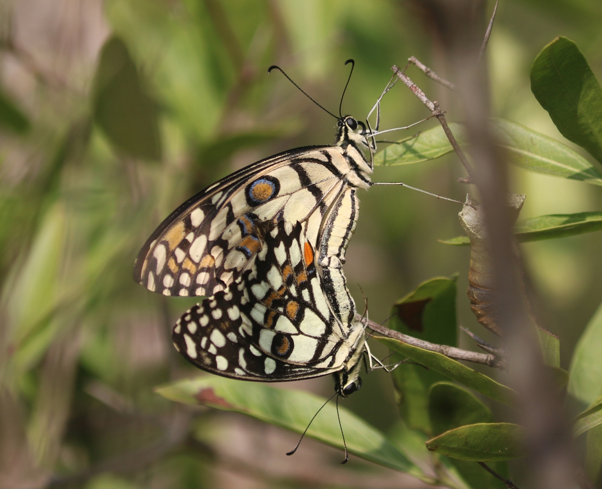 Lime Swallowtail