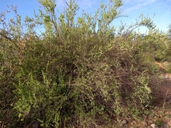 Maytenus phyllanthoides