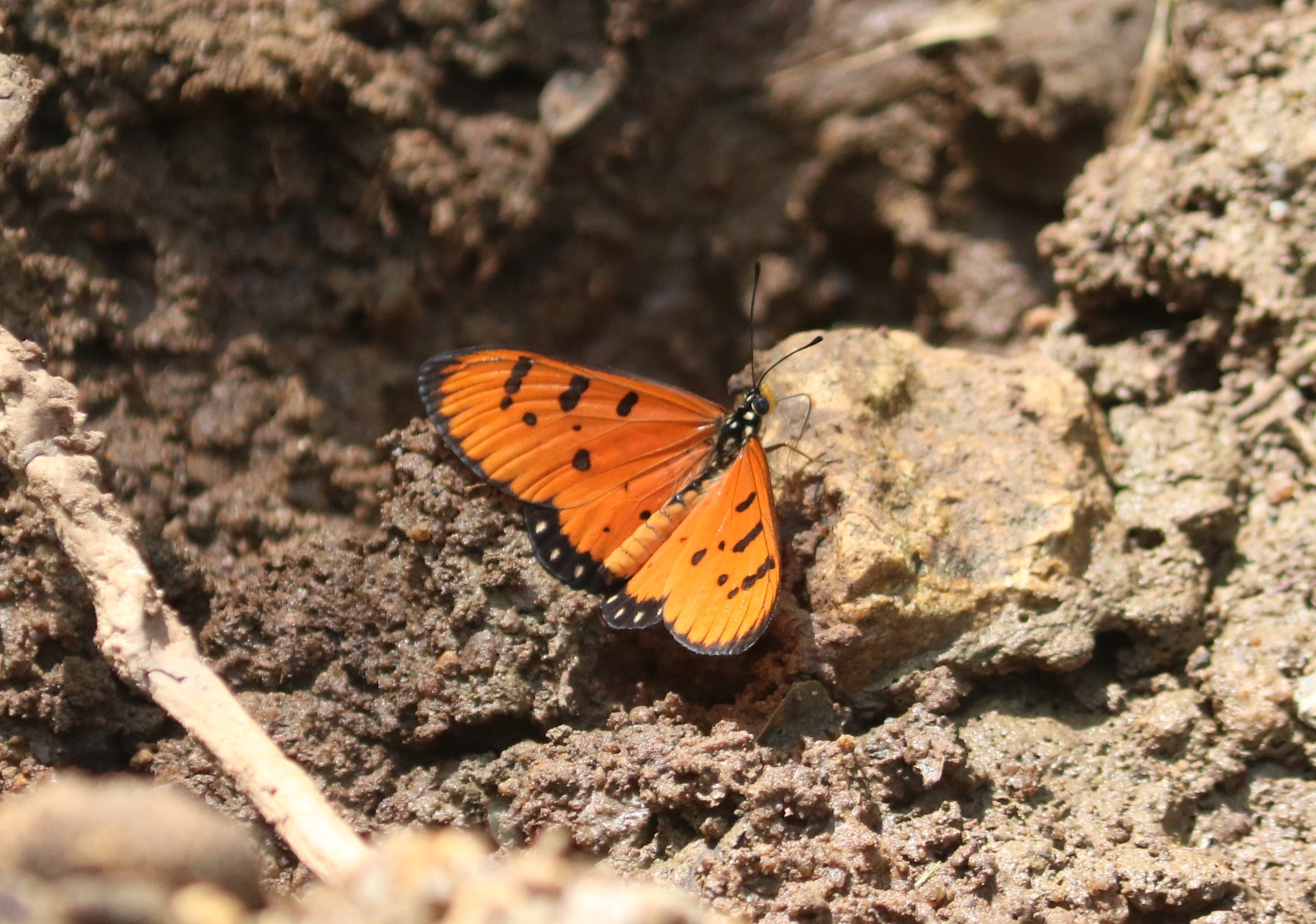 Tawny Coster