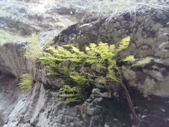Woodsia caucasica