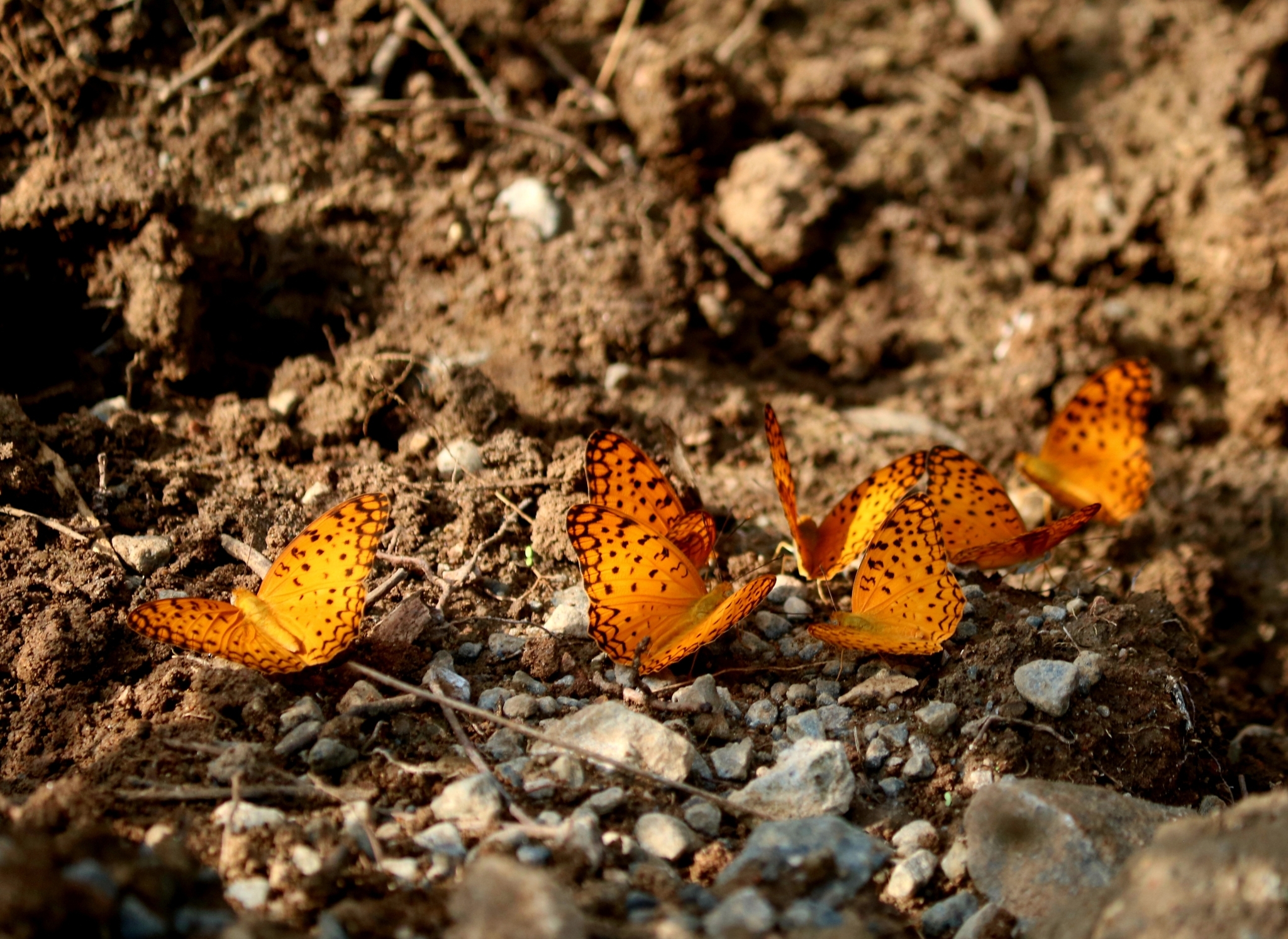 Common Leopard