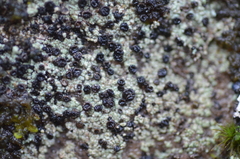 Arthrorhaphis grisea