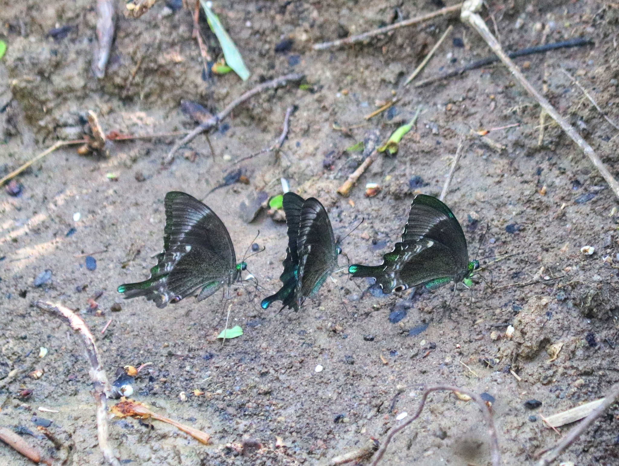 Common Banded Peacock