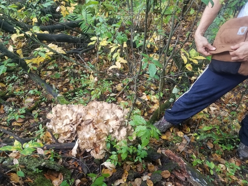 photo of Hen Of The Woods (Grifola frondosa)