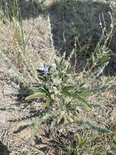 silvery scurfpea