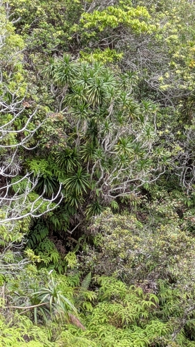 Dracaena fernaldii observed 2025-06-05