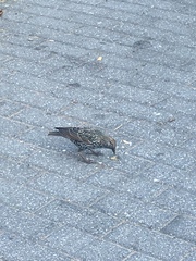 Sturnus vulgaris