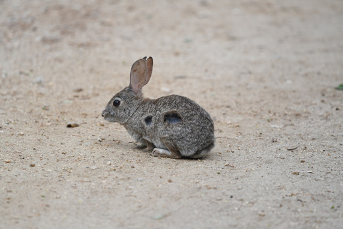 iNaturalist observation photo of Brush Rabbit