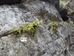 Woodsia caucasica