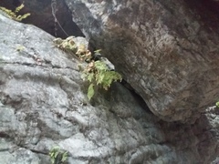 Woodsia caucasica