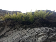 Woodsia caucasica