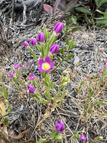 Davy's Centaury (Zeltnera davyi)