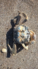 Cyrtograpsus angulatus