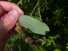 Salix × reichardtii