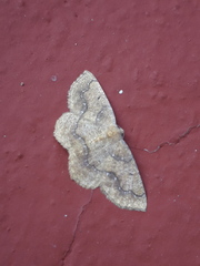 Periclina syctaria