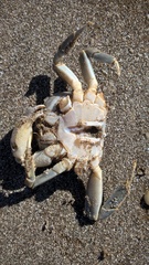 Cyrtograpsus angulatus