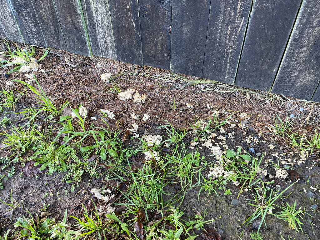 Clavulina rugosa · June 2025 · photo: © crellow (iNaturalist, cc0)