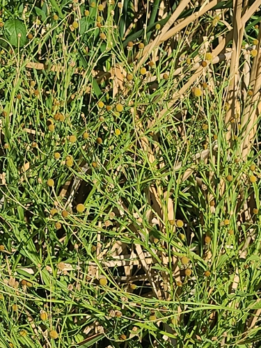 Thurber's Sneezeweed (Helenium thurberi)