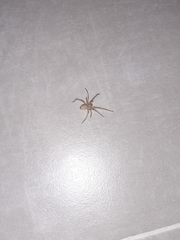 Cheiracanthium