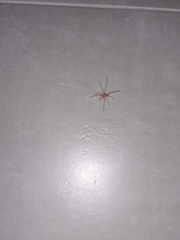 Cheiracanthium